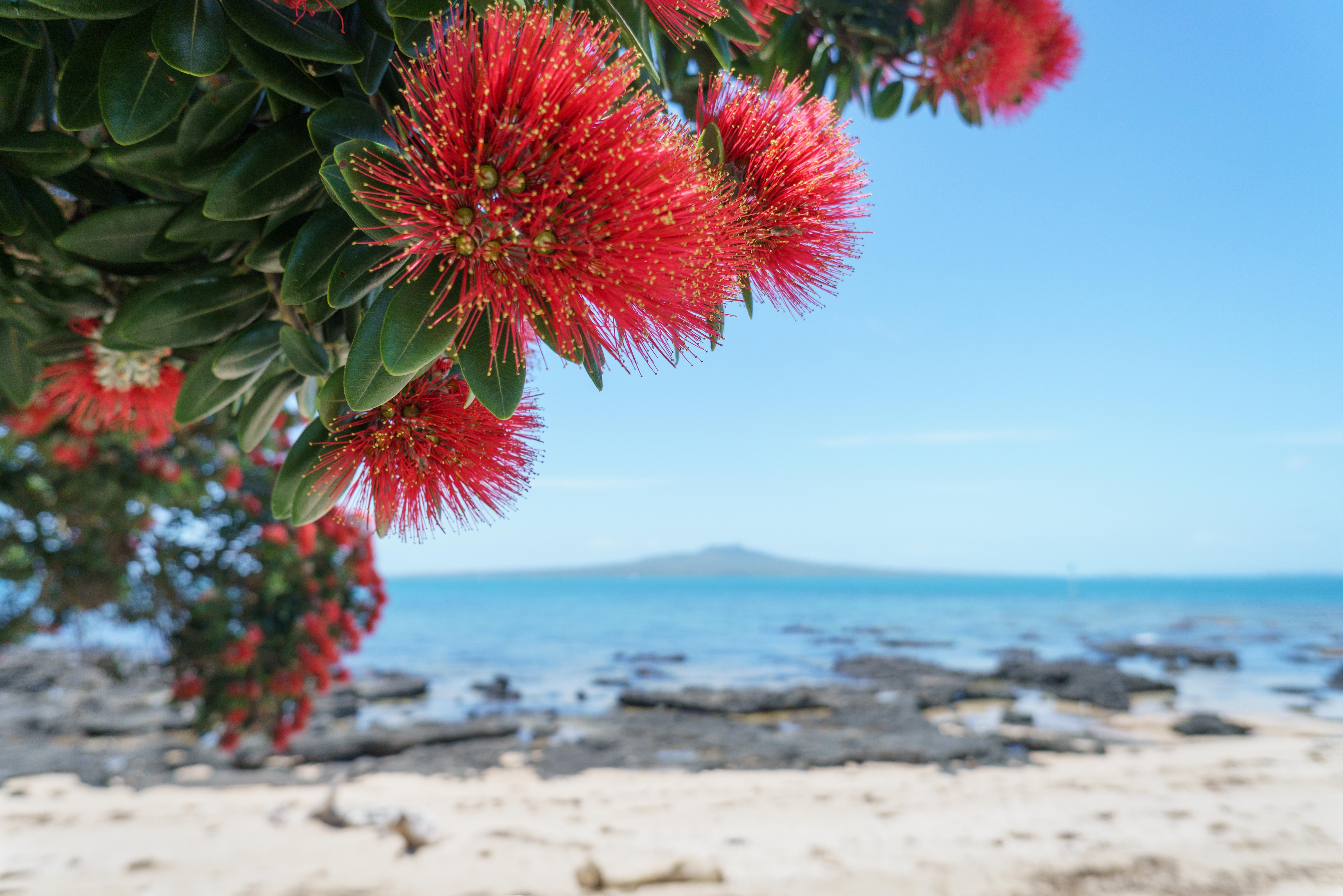 Takapuna